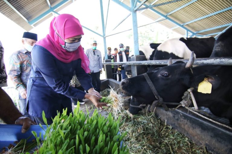 Mampu Survive di Tengah Pandemi, Khofifah Dorong Industri Persusuan Jatim Penuhi Kebutuhan dalam Negeri