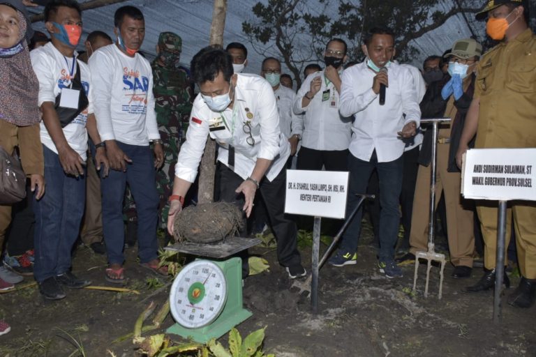 Gairahkan Komoditas Ekspor, Mentan SYL Tanam dan Panen Porang di Sidrap