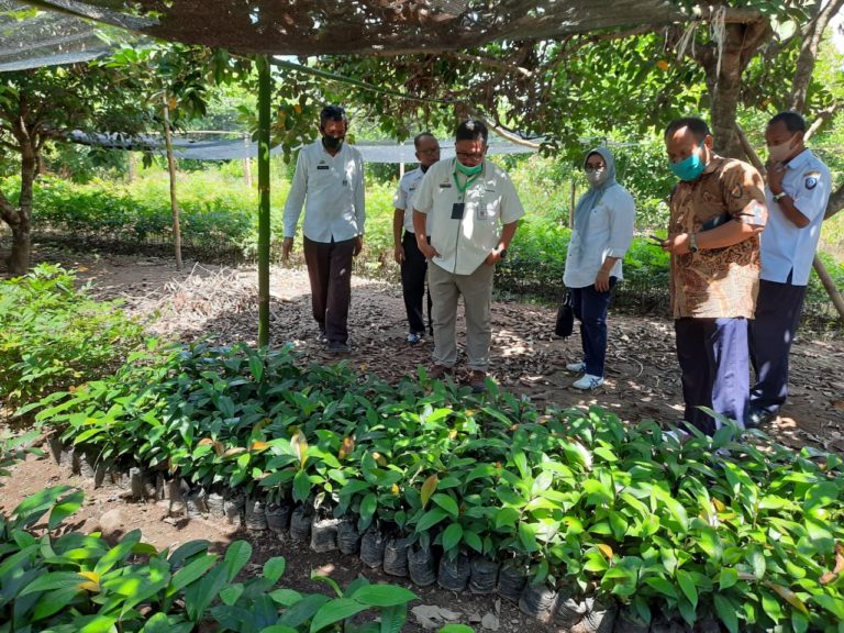 Benih Bermutu Jadi Kunci Utama Kerek Daya Saing Komoditas Hortikultura