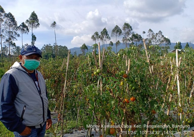 Trik Jitu Raup Untung dari Usahatani Tomat