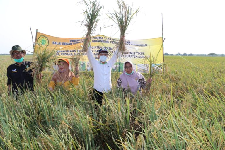 Amankan Produksi Padi, Kementan Fokus Kawal Gerdal Wilayah Endemis Tikus di Subang