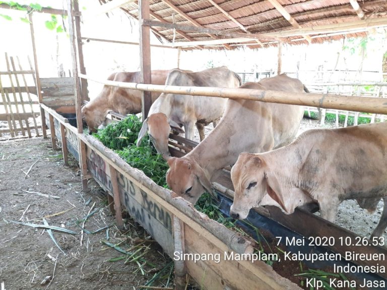 Populasi Sapi Indukan Bantuan Kementan Meningkat di Mayoritas Provinsi