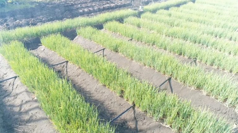 Teknologi Hemat Air Antisipasi Musim Kemarau pada Komoditas Hortikultura