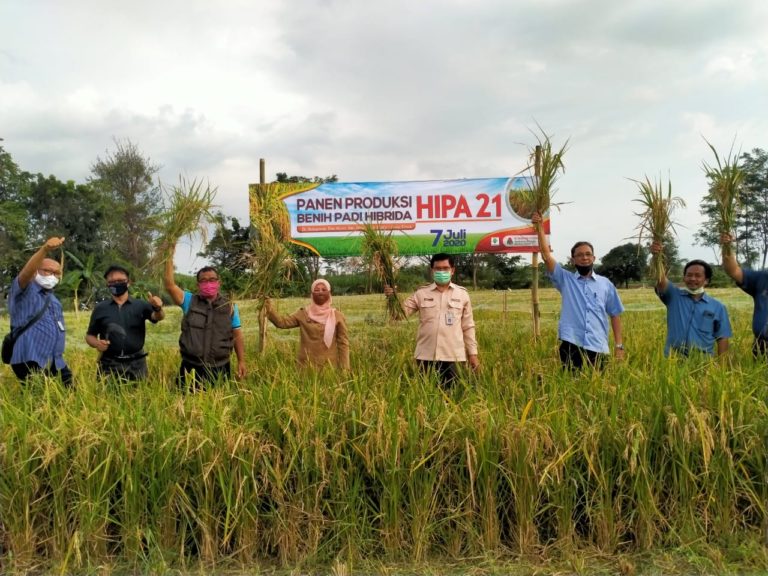 Produksi Benih Padi Hibrida Jadi Solusi Cerdas Tingkatkan Produktivitas Padi