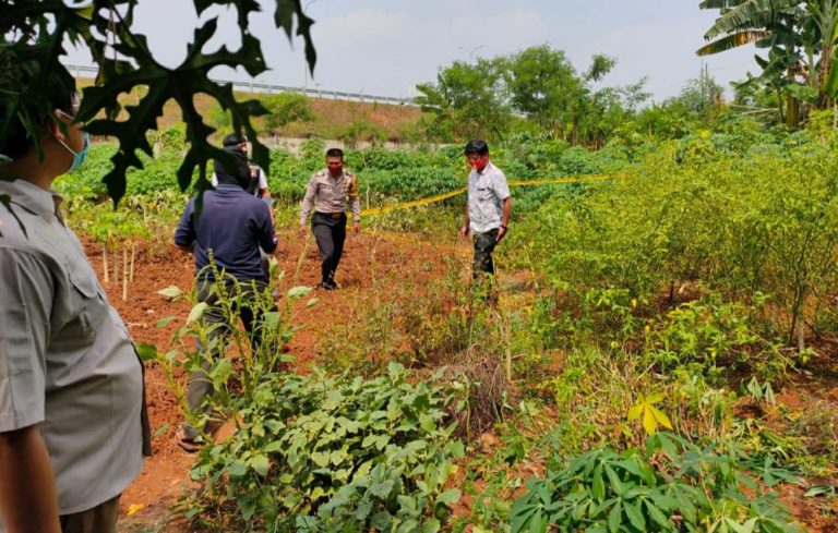 Mayat Tanpa Identitas di Kebun Singkong, Gegerkan Warga Limo Depok