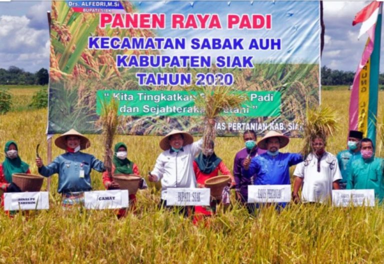 Bupati Siak: Saya Puas, Hasil Panen Perdana Padi Tahun ini Jauh Lebih Baik