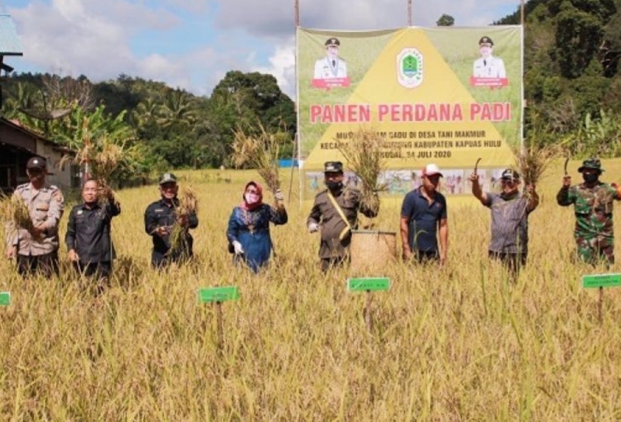 Panen Padi di Kapuas Hulu, Bupati Minta Tanam tidak Hanya Sekali Setahun