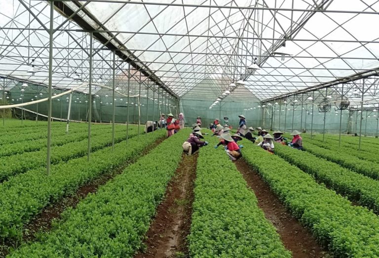 Permintaan Benih Florikultura Naik di Masa Pandemi Covid-19