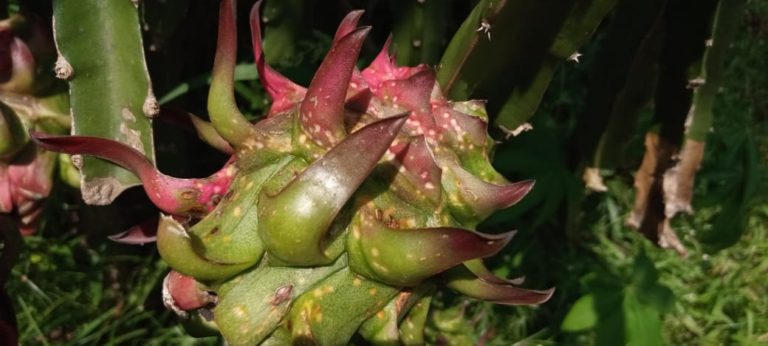 Awas! Jangan Anggap Remeh Penyakit Kanker Batang Buah Naga