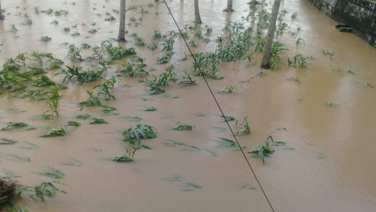 Kementan Gerak Cepat Antisipasi Wilayah Banjir di Saat Musim Kemarau