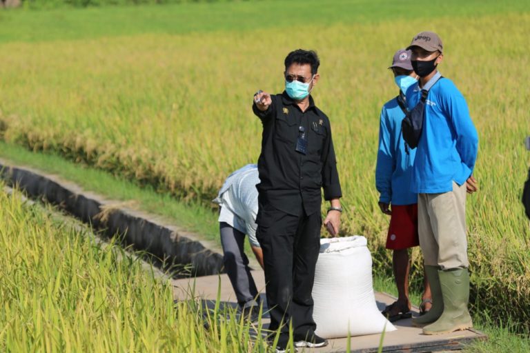 HUT RI ke-75, Momentum Bangkitkan Korporasi Tanaman Pangan