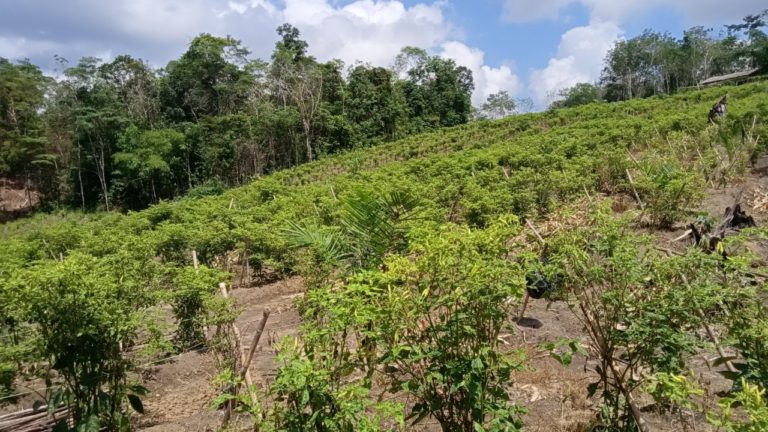 Antisipasi Perubahan Iklim, Kementan Intensifkan Irigasi Kabut