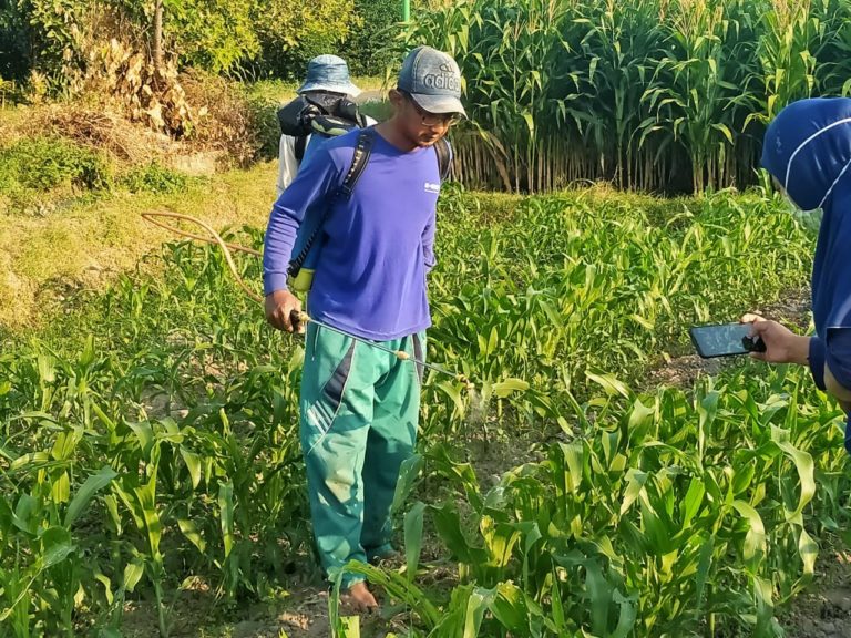 Petugas POPT Kediri Berhasil Kendalikan Ulat Grayak
