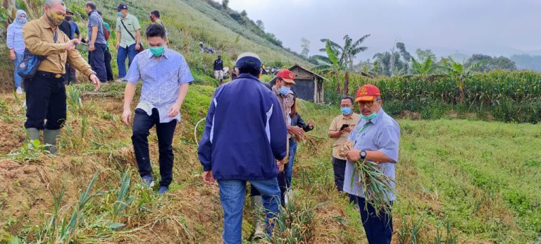 Musim Kemarau, Produksi Sayuran di Majalengka Tetap Melimpah