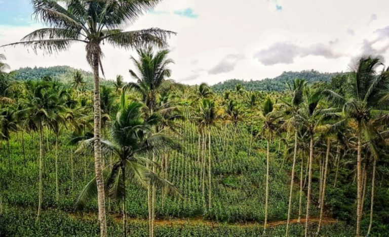 Dongkrak Produksi Jagung, Kementan Optimalkan Lahan di Bawah Tegakan Kelapa