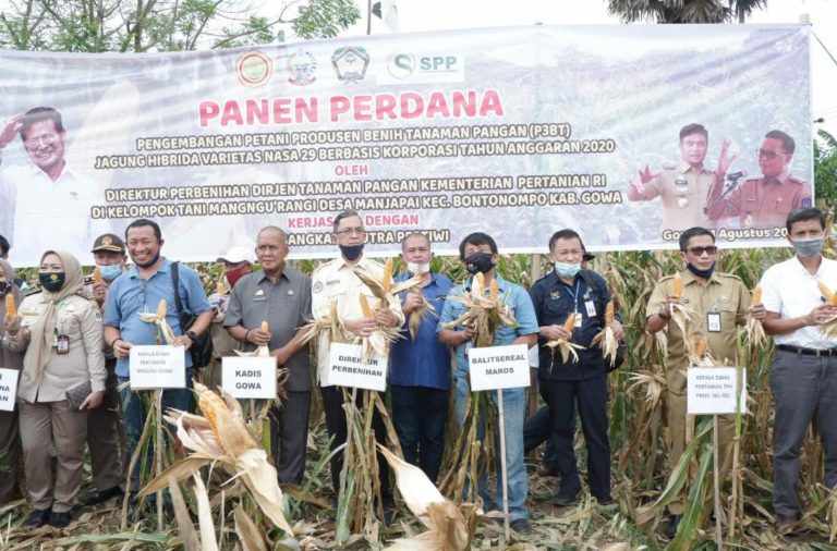 Berkat Program Kementan, Gowa Kini Produksi Benih Jagung Hibrida Secara Mandiri