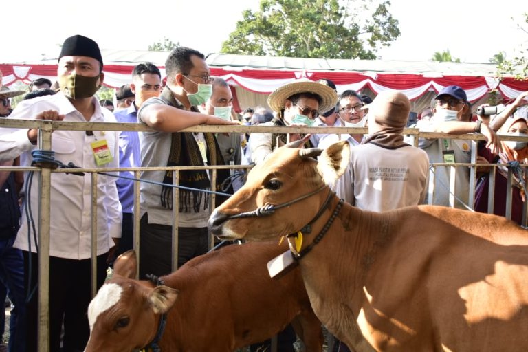 Panen Pedet, Upaya Kementan Gairahkan Peternak Kejar Swasembada Daging Sapi