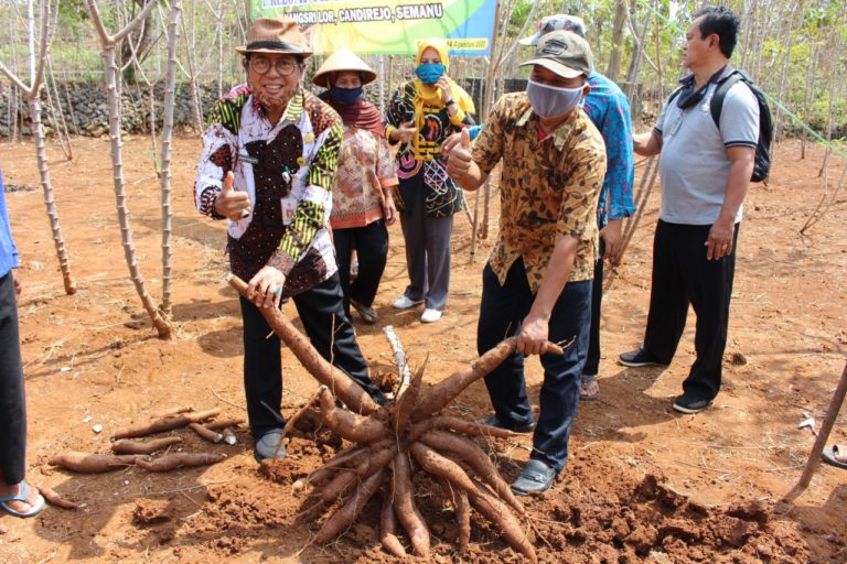Gunungkidul  Panen Ubi Kayu, Dirjen TP Kementan: Harus Jadi Nilai Tambah Bagi Petani