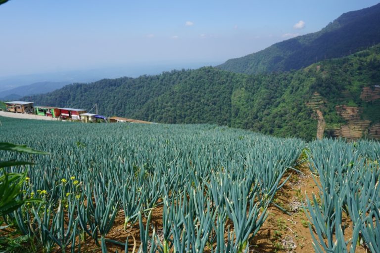 Kabupaten Batang Siap Jadi Sentra Bawang Putih Nasional