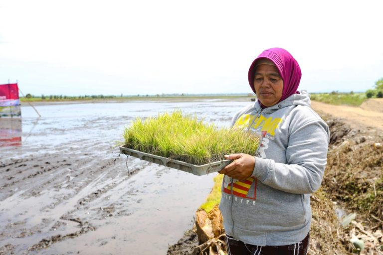 Kisah Sarkem, Petani Tansimigrasi Tetap Semangat Walau Hama Tikus Menyerang