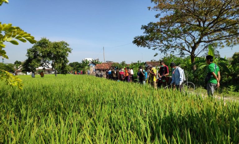 Kementan Amankan Padi dari Tikus dan Wereng Coklat di Jawa Timur