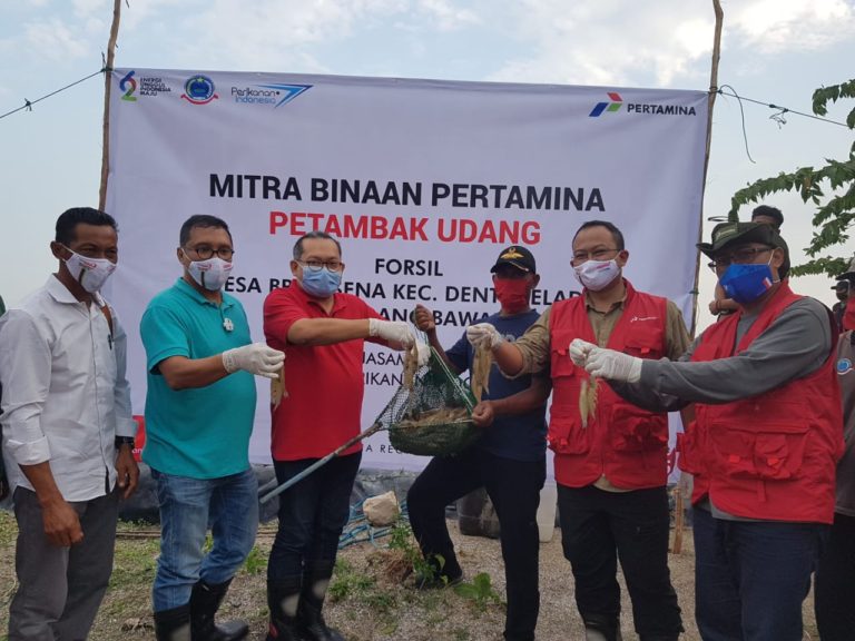 Pertamina Cetak 219 Petambak Udang Naik Kelas