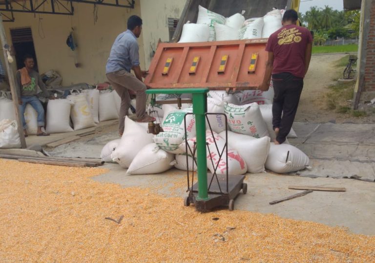 Petani Bireun Nikmati Sukses Bertanam Jagung