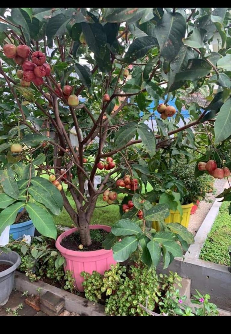 Tren Budidaya Hortikultura Semakin Meningkat di Era Pandemi Covid -19