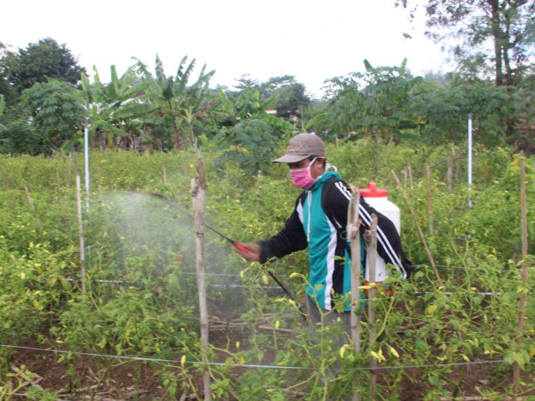 Atasi Patek, Petani Cabai Bisa Gunakan Paket Agens Hayati