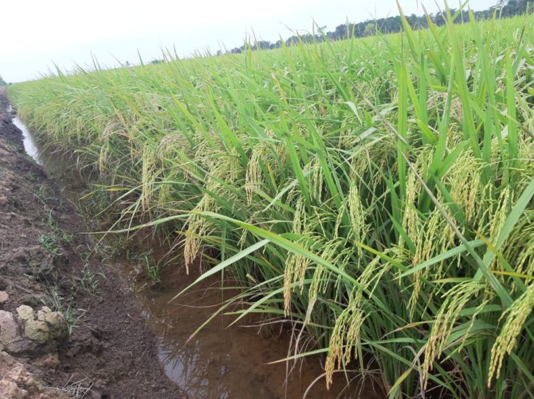 Amankan Panen Raya, Petani Jember Berhasil Kendalikan Wereng