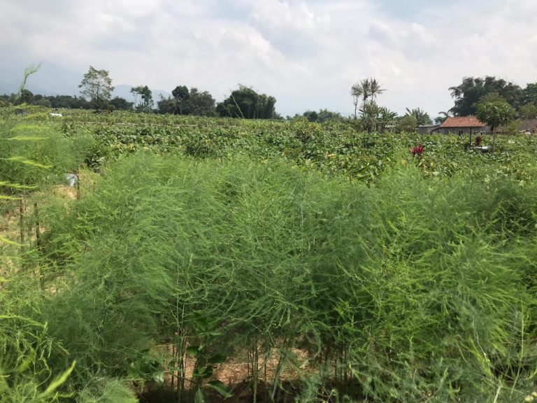 Pasar Ekspor Terbuka Lebar, Potensi Asparagus Indonesia Cerah