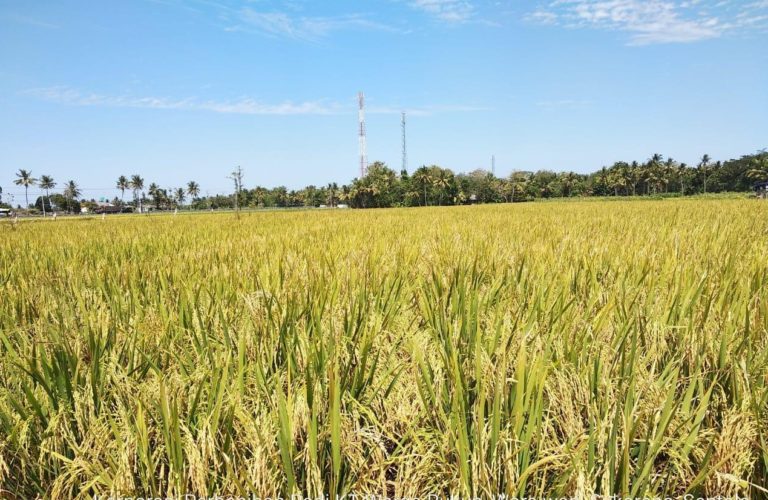 Cegah Stunting, Kulon Progo Panen Korporasi Benih Padi IR-Nutri Zinc