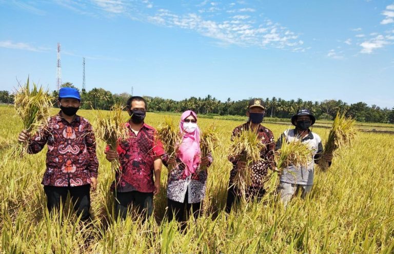 Kementan Berhasil Kembangkan Korporasi Benih Padi IR-Nutri Zinc untuk Cegah Stunting