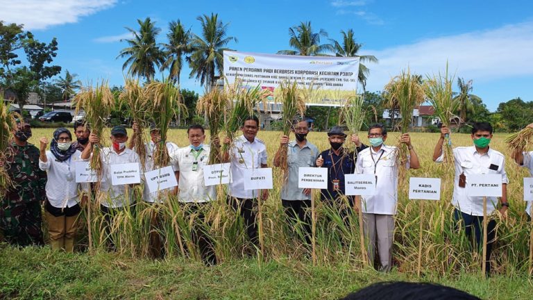 Hasil Nyata, Bupati Barru Lakukan Panen di Kawasan Korporasi Benih Padi