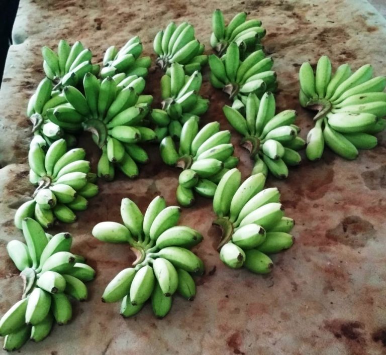 Pola Kemitraan Terbukti Dorong Tingkatkan Ekspor Pisang