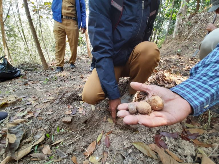 Berprospek Bagus, Kementan Kawal Kabupaten Kuningan Kembangkan Tanaman Porang