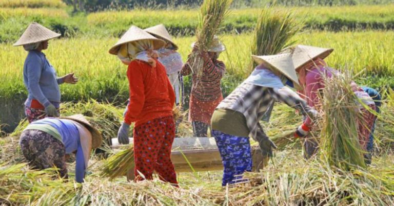 Sejumlah Petani Majalengka Manfaatkan KUR Pertanian