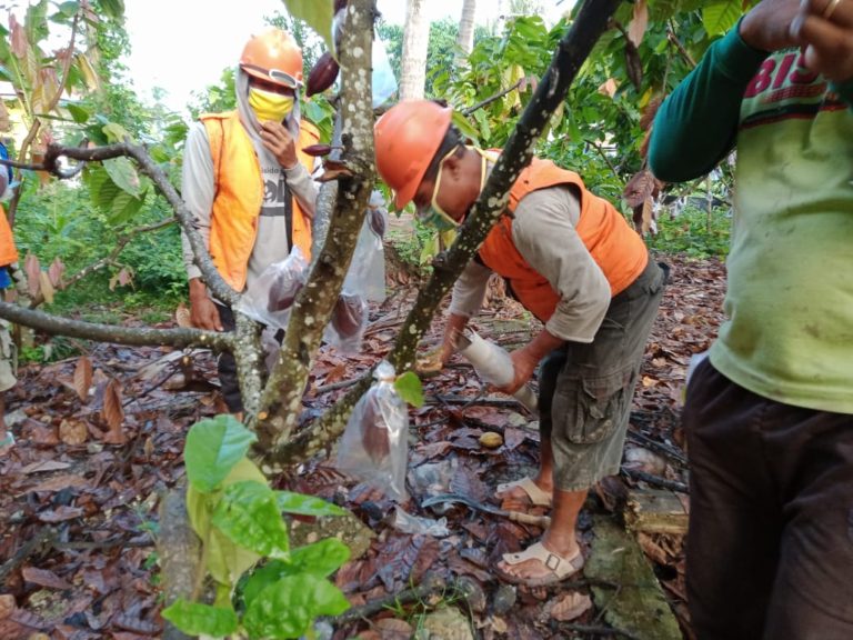 Wow! Petani Gorontalo Pakaikan ‘Masker’ Pada Kakao agar Terhindar dari Hama