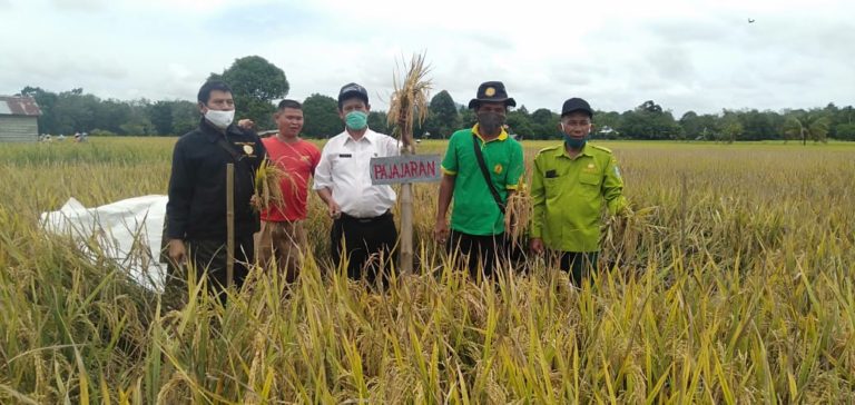 Panen Padi Demplot VUB, Bupati Landak: Harus Menjadi Progam Prioritas
