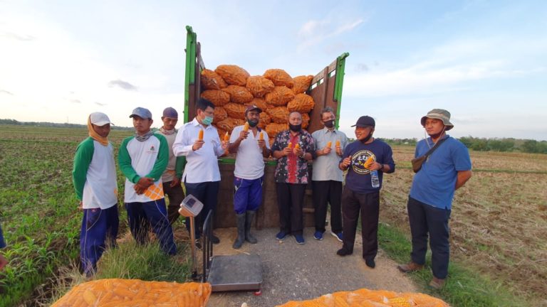 Program Korporasi Benih Jagung Tuban, Panen 75 Hektar untuk Ekspor