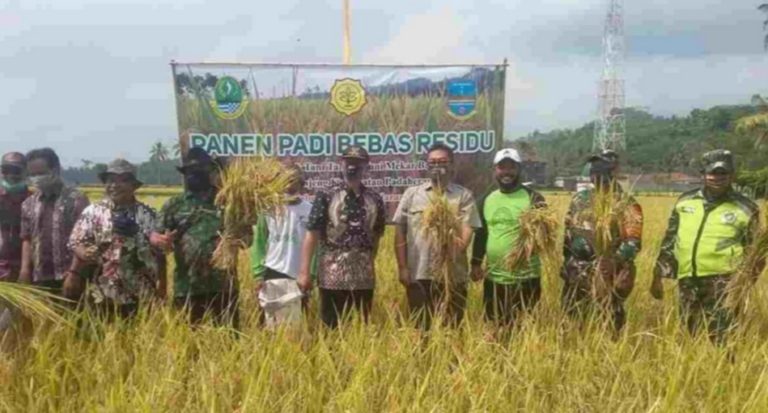 Petani Pangandaran Panen Padi Bebas Residu, Harga Lebih Menguntungkan