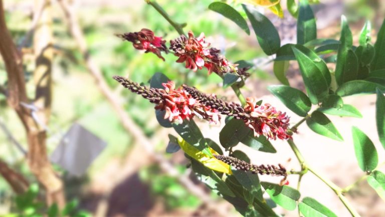 Standarisasi Kualitas Produk, Singosari Lakukan Sertifikasi Benih Indigofera