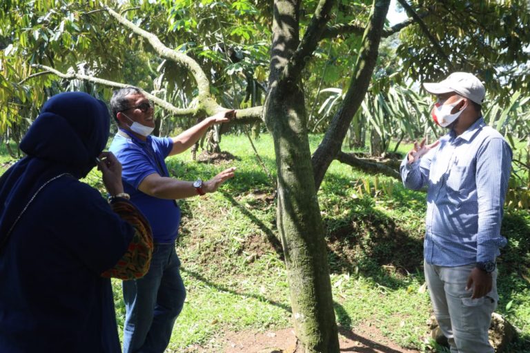 Wow! Warso Farm Siap Kembangkan 13 Hektar Lahan Buah Lokal
