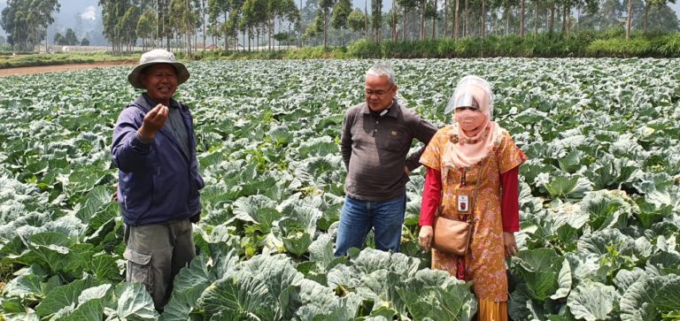 Rekrut Korban PHK, Pasar Tani Terus Pasok Kebutuhan Sayur Saat Pandemi