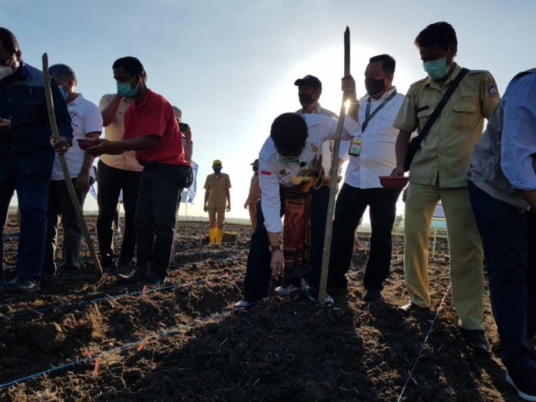 Mentan Tanam Jagung dan Siapkan Food Estate di Sumba Tengah