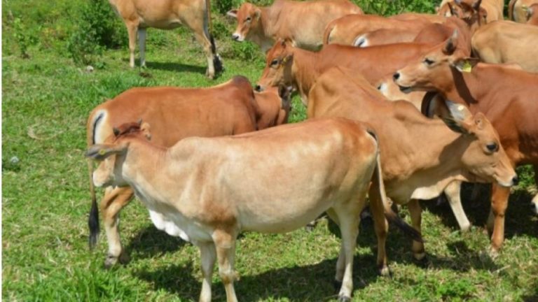 Kementan Dorong Penetapan dan Pelepasan Galur Ternak