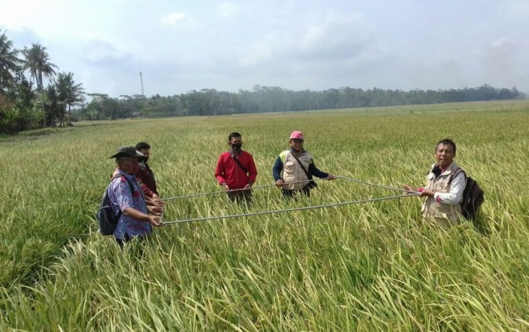 Biasanya Kena Rob, Kini Petani Cilacap Sukses Panen Padi Program Kementan