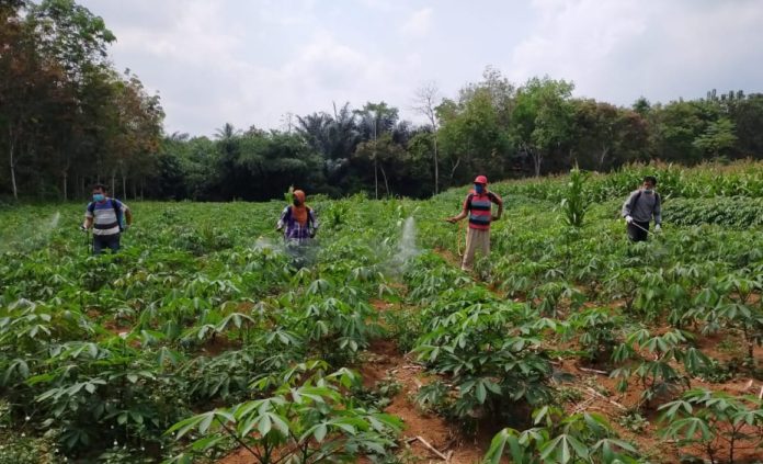 Peningkatan Produksi Ubi Kayu Di Indonesia - MONITOR