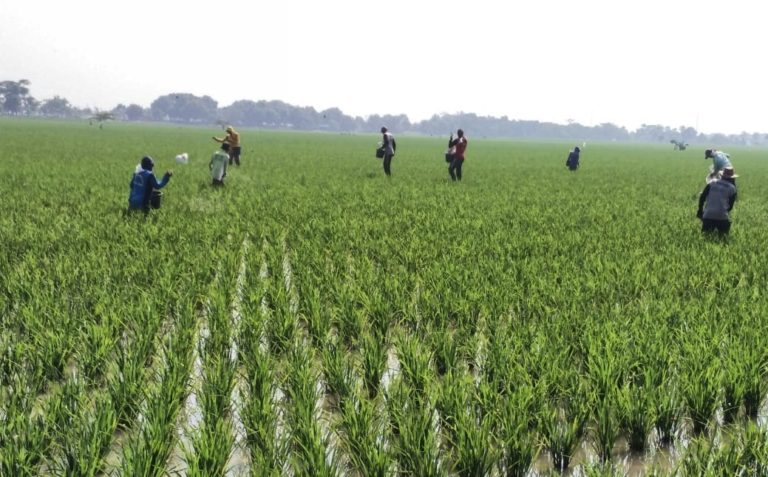Bantuan Alsintan dari Kementan Bisa Tingkatkan Indeks Pertanaman