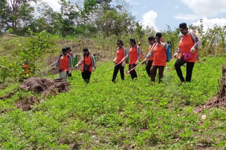 Amankan Produksi Kacang Tanah, Kementan Kendalikan Penyakit Bercak Daun di Kalbar